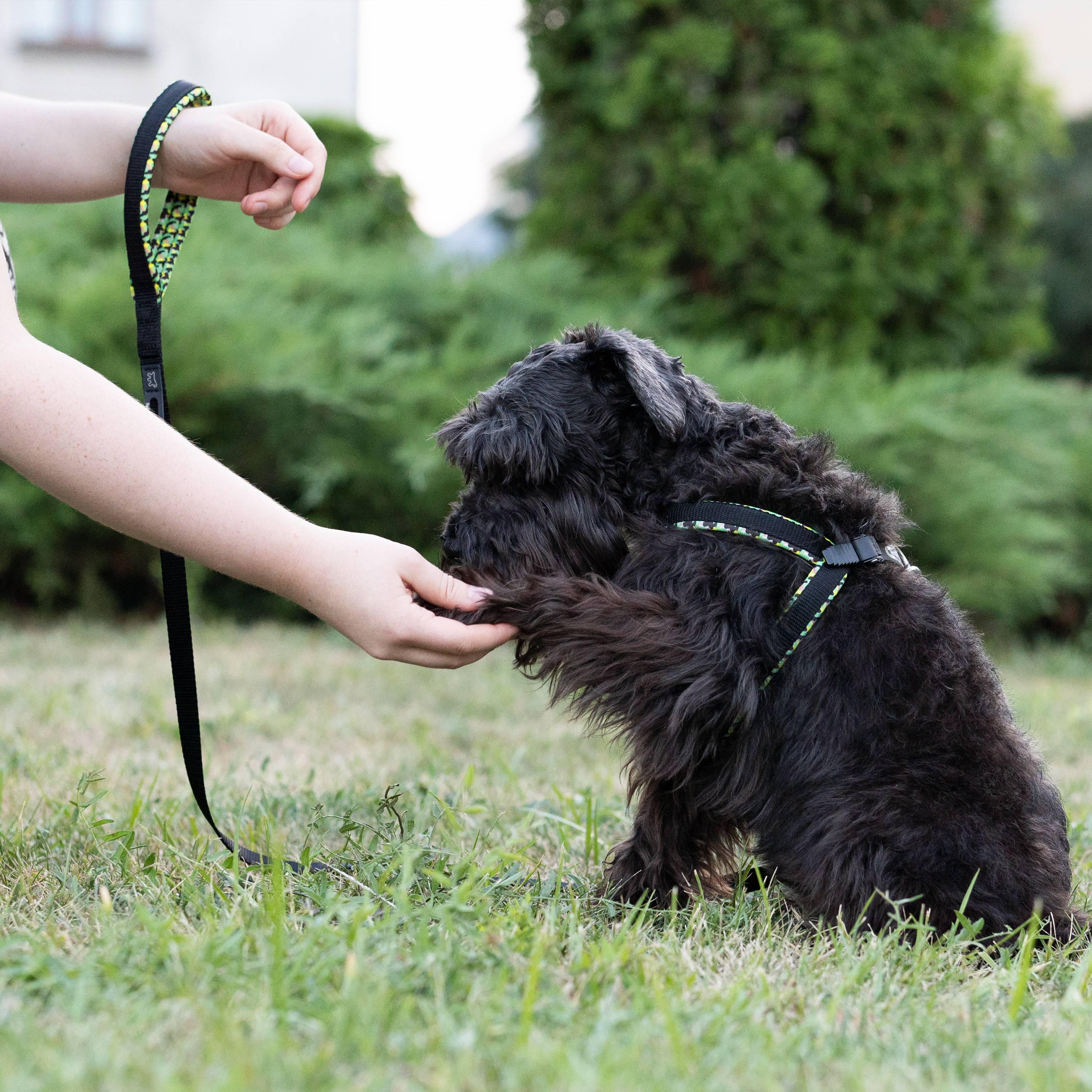 Ferplast - Ferplast laisse pour chien DAYTONA FANTASY, Laisse en nylon pour chien de taille moyenne, 120 cm, avec poignée rembourrée confortable et mousqueton en - Image 3