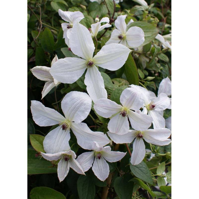 Clématite viticella Forever Friend® 'Zofofri' à fleurs Blanche - feuillage Caduc - Godet - 5/20 cm-  hauteur à maturité De 2,50 m à 3,00 m - Image 5