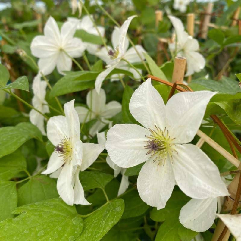 Clématite viticella Forever Friend® 'Zofofri' à fleurs Blanche - feuillage Caduc - Godet - 5/20 cm-  hauteur à maturité De 2,50 m à 3,00 m - Image 1