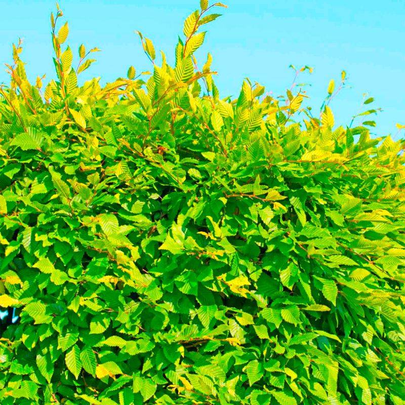 10 Charmes Commun (Carpinus Betulus) - Haie de Charme - - Pépinières Naudet - Image 2