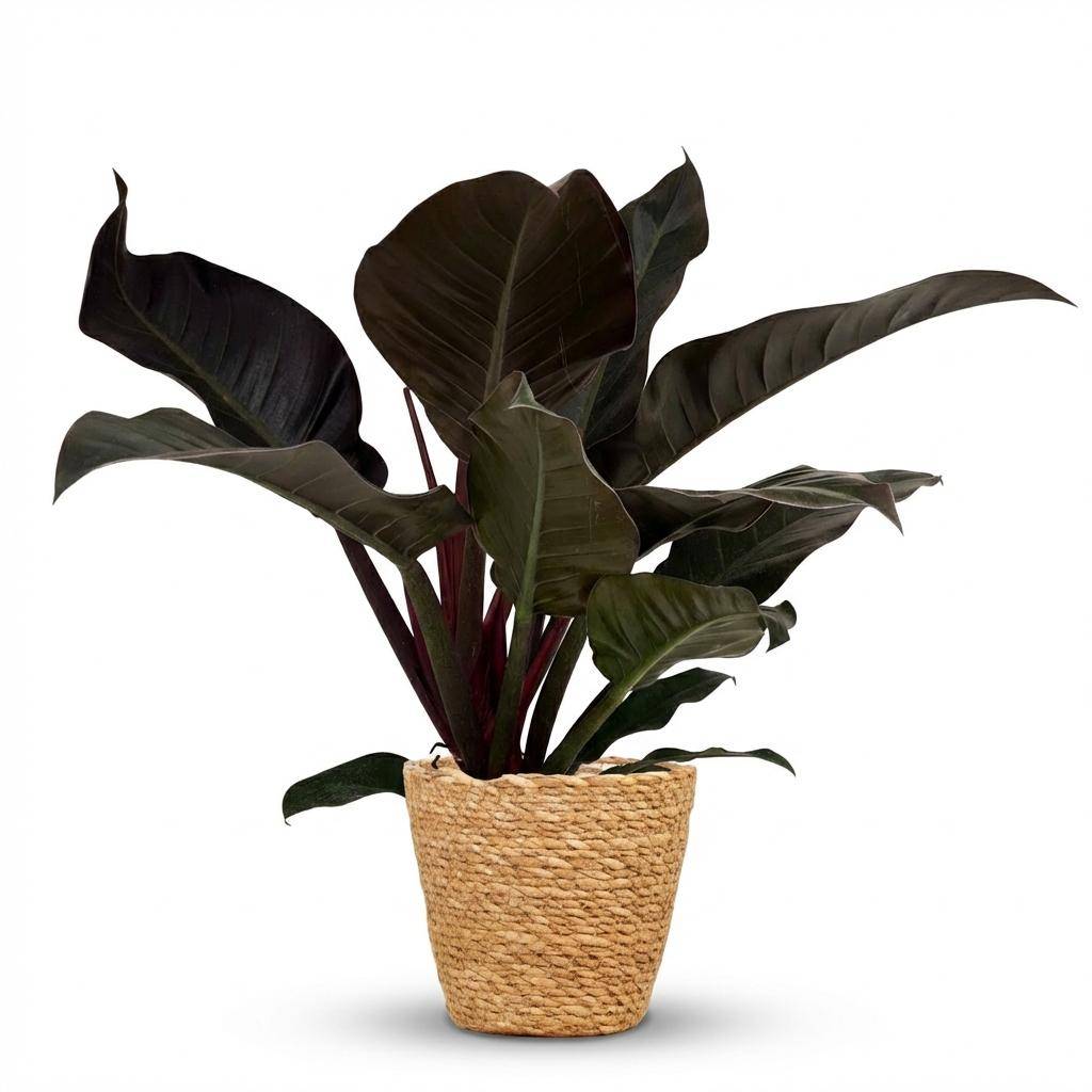 Philodendron Imperial Red - Pot de 19cm - Hauteur 60cm - Panier - Plantes d'intérieur - Image 1