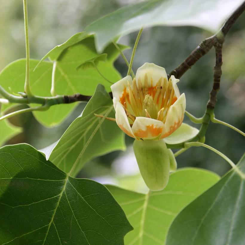 Promesse de Fleurs - Liriodendron tulipifera - Tulipier de Virginie Pot de 4L/5L - Image 1