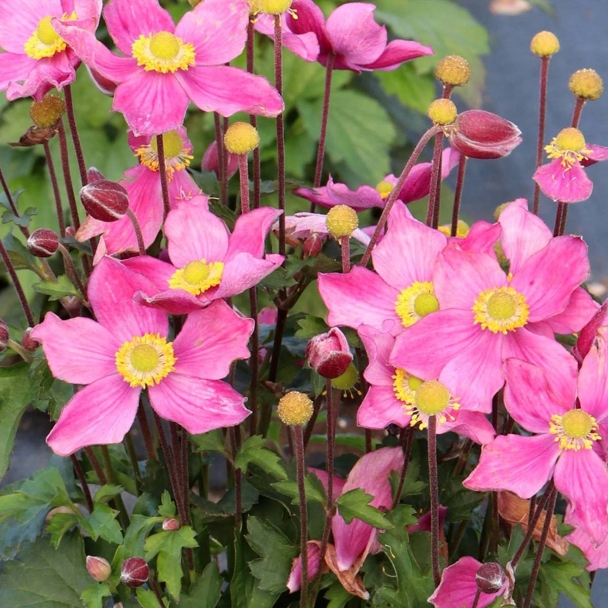 Promesse de Fleurs - Anémone du Japon hybride Satin Doll Rosé Godet de 8/9 cm