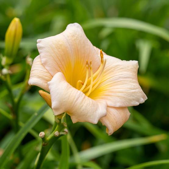 Promesse de Fleurs - Hémérocalle Mini Pearl - Lis d'un jour abricot rosé Godet de 8/9 cm