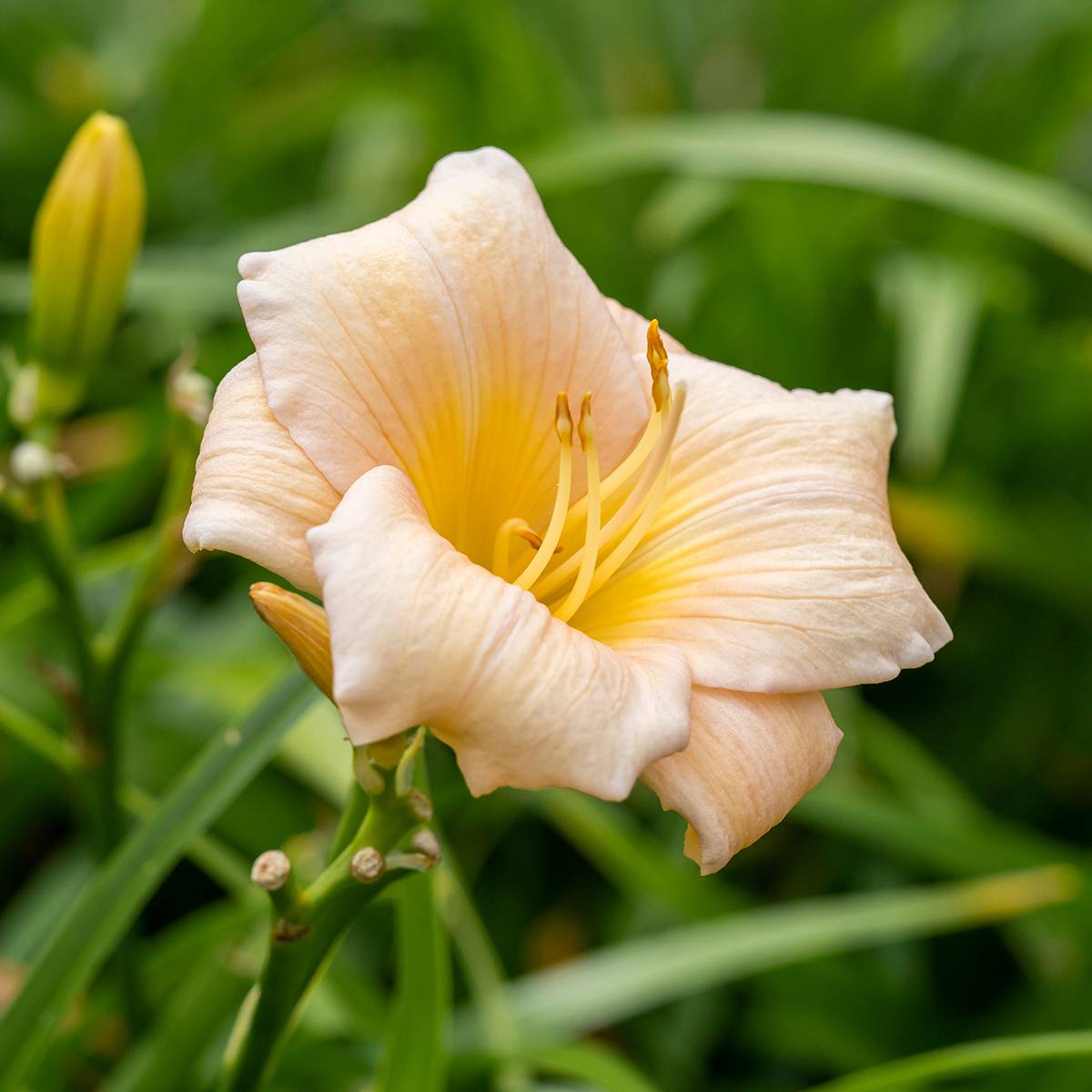 Promesse de Fleurs - Hémérocalle Mini Pearl - Lis d'un jour abricot rosé Godet de 8/9 cm