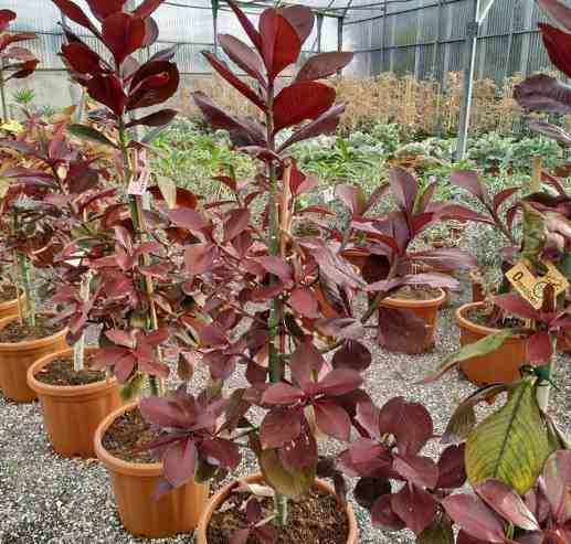 0 - Euphorbia umbellata (lait d'afrique) Pot de 25L - 80/100cm