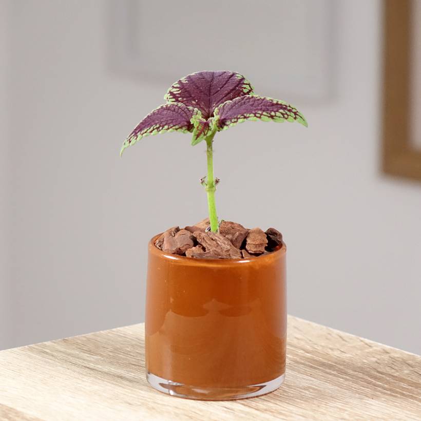 Coleus MS Abbey Road Mini-plante