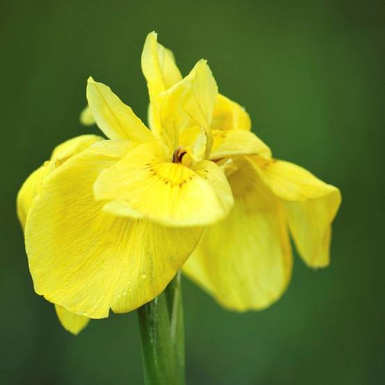 Lot de 3 - Iris Pseudacorus - Iris jaune - Plantes de bassin - H. 20-30 cm - P. 9 cm - Image 3