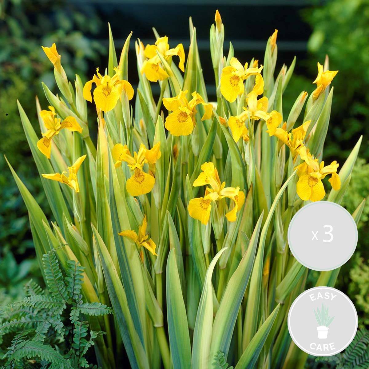 Lot de 3 - Iris Pseudacorus - Iris jaune - Plantes de bassin - H. 20-30 cm - P. 9 cm - Image 1