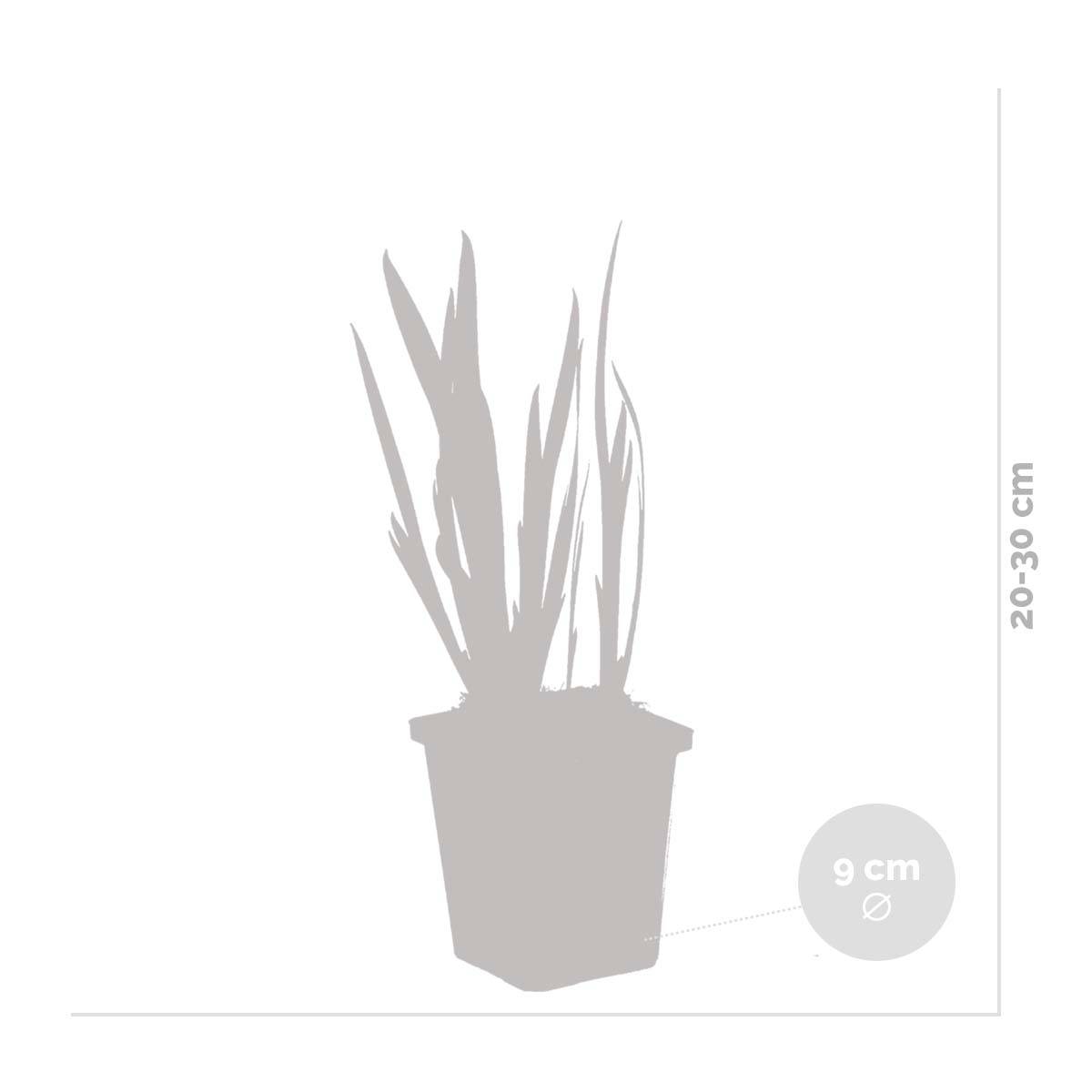 Lot de 3 - Iris Pseudacorus - Iris jaune - Plantes de bassin - H. 20-30 cm - P. 9 cm - Image 4