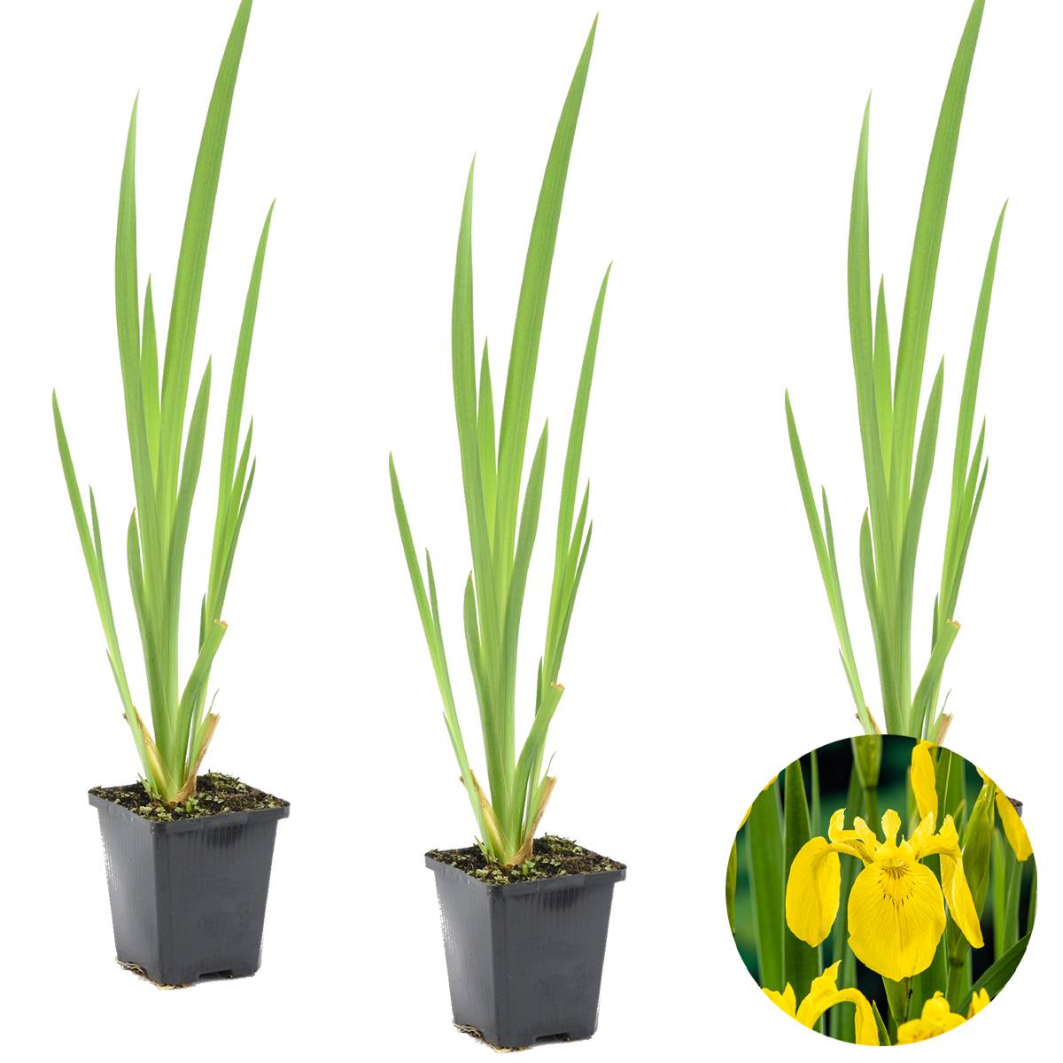 Lot de 3 - Iris Pseudacorus - Iris jaune - Plantes de bassin - H. 20-30 cm - P. 9 cm - Image 2