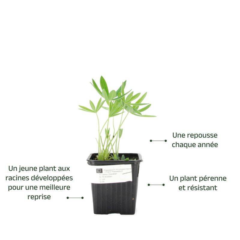 3 Lupins 'Manhattan Lights' (Lupinus 'Manhattan Lights') - Lot de 3 vivaces - Pépinières Naudet - Image 3