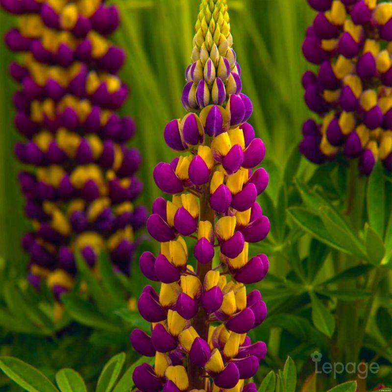3 Lupins 'Manhattan Lights' (Lupinus 'Manhattan Lights') - Lot de 3 vivaces - Pépinières Naudet - Image 1