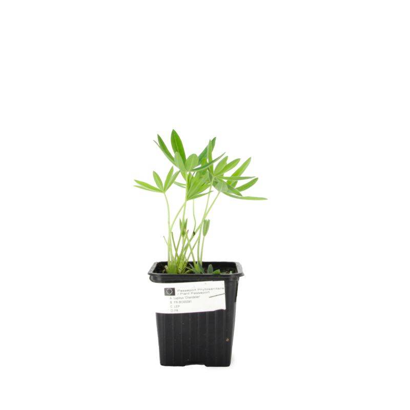 3 Lupins 'Manhattan Lights' (Lupinus 'Manhattan Lights') - Lot de 3 vivaces - Pépinières Naudet - Image 2