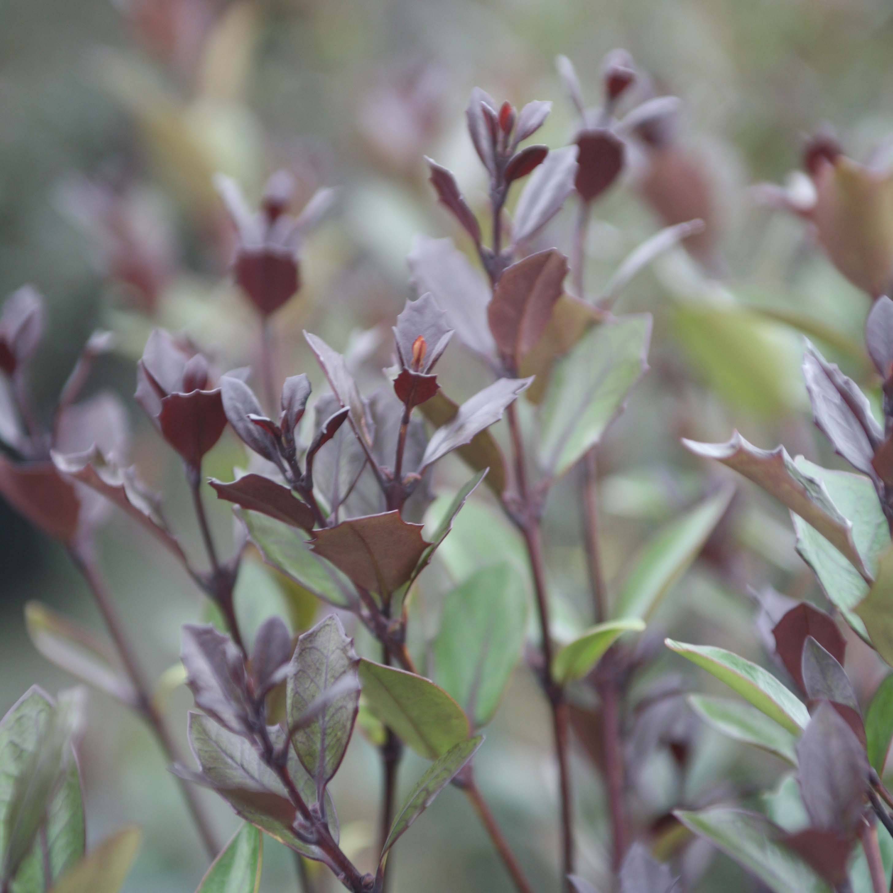 Promesse de Fleurs - Osmanthus heterophyllus Purpureus Pot de 3L/4L