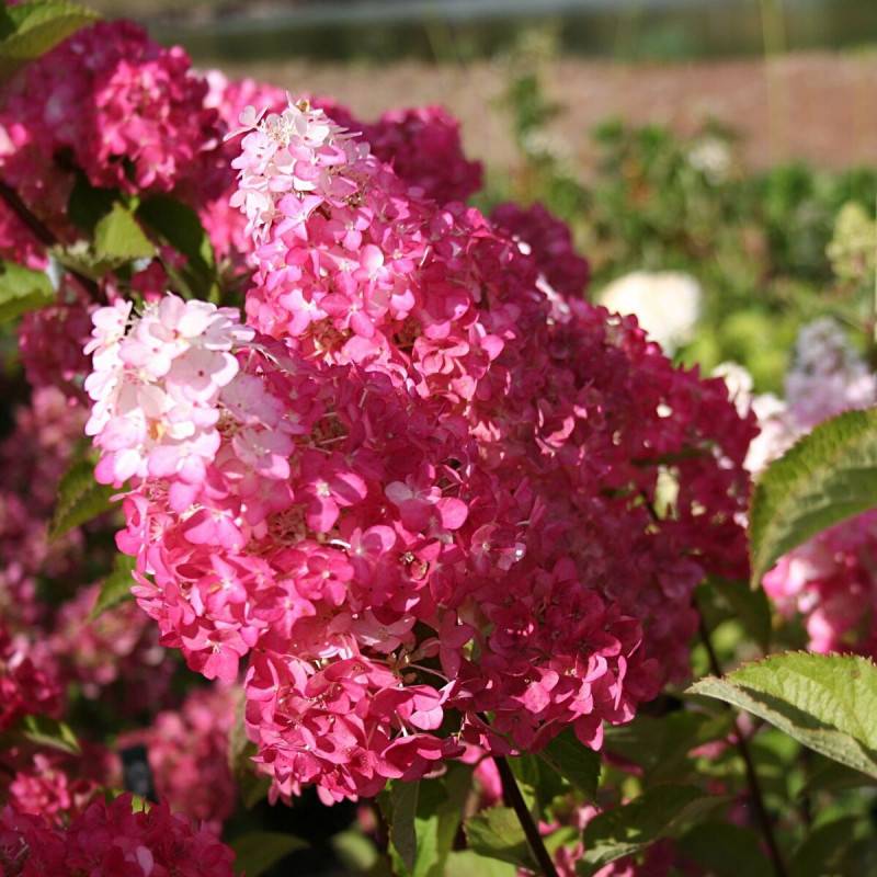 Hortensia paniculata Fraise Melba® 'Renba', Hydrangea paniculata à fleurs Blanche - feuillage Caduc - Godet - 5/20 cm-  hauteur à maturité De 1,00 m à - Image 2