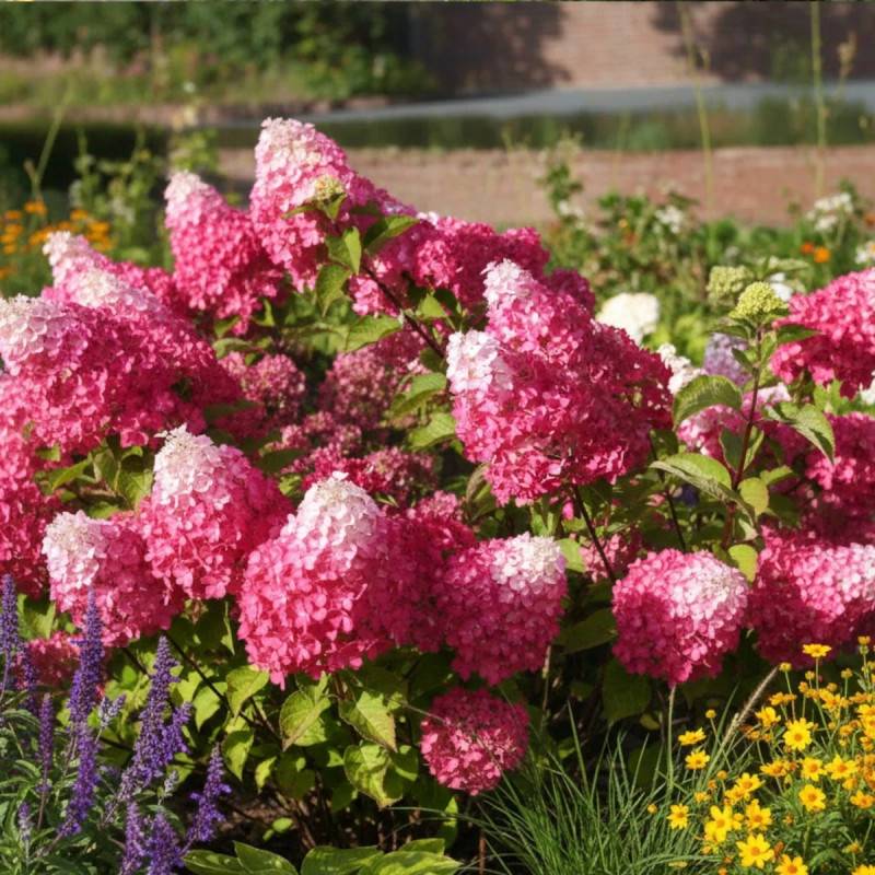Hortensia paniculata Fraise Melba® 'Renba', Hydrangea paniculata à fleurs Blanche - feuillage Caduc - Godet - 5/20 cm-  hauteur à maturité De 1,00 m à - Image 4