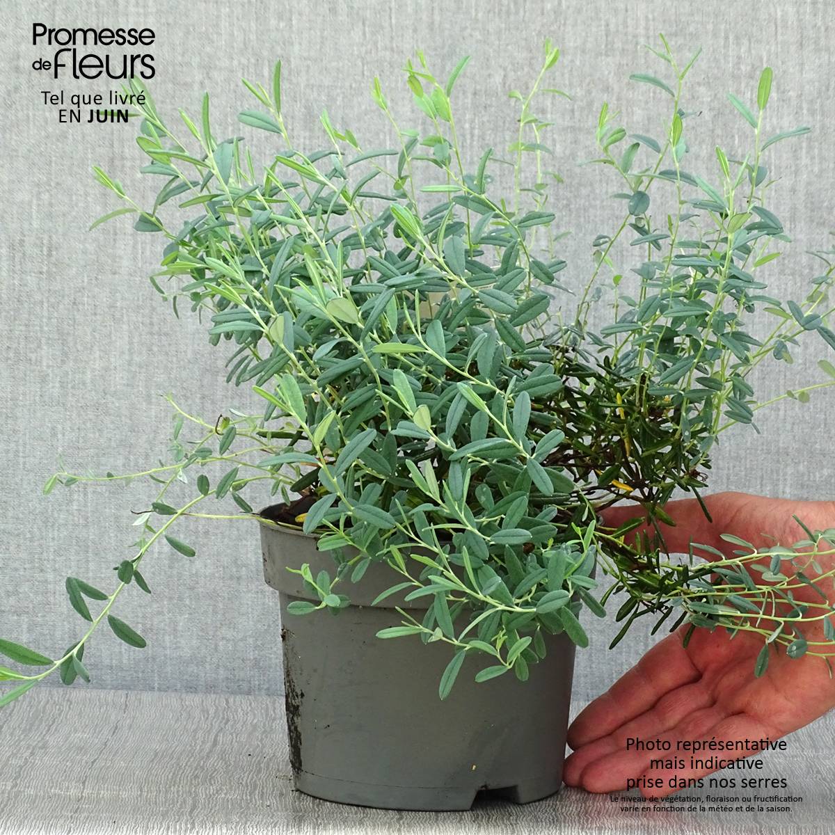 Promesse de Fleurs - Andromède à feuilles de Polium - Andromeda polifolia Blue Ice Pot de 2L/3L - Image 2