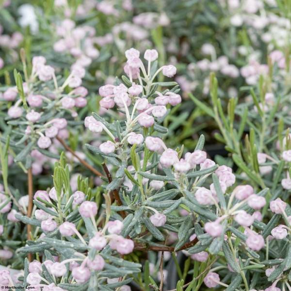 Promesse de Fleurs - Andromède à feuilles de Polium - Andromeda polifolia Blue Ice Pot de 2L/3L - Image 1