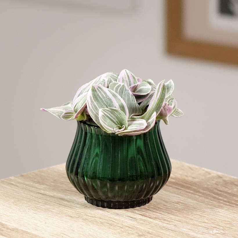 Promesse de Fleurs - Tradescantia cerinthoides Sweetness Mini-plante