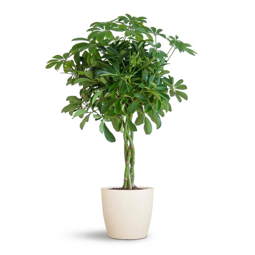 Schefflera Arab Nora - Pot de 21cm - Hauteur 70cm - Blanc - Plantes d'intérieur - Image 1