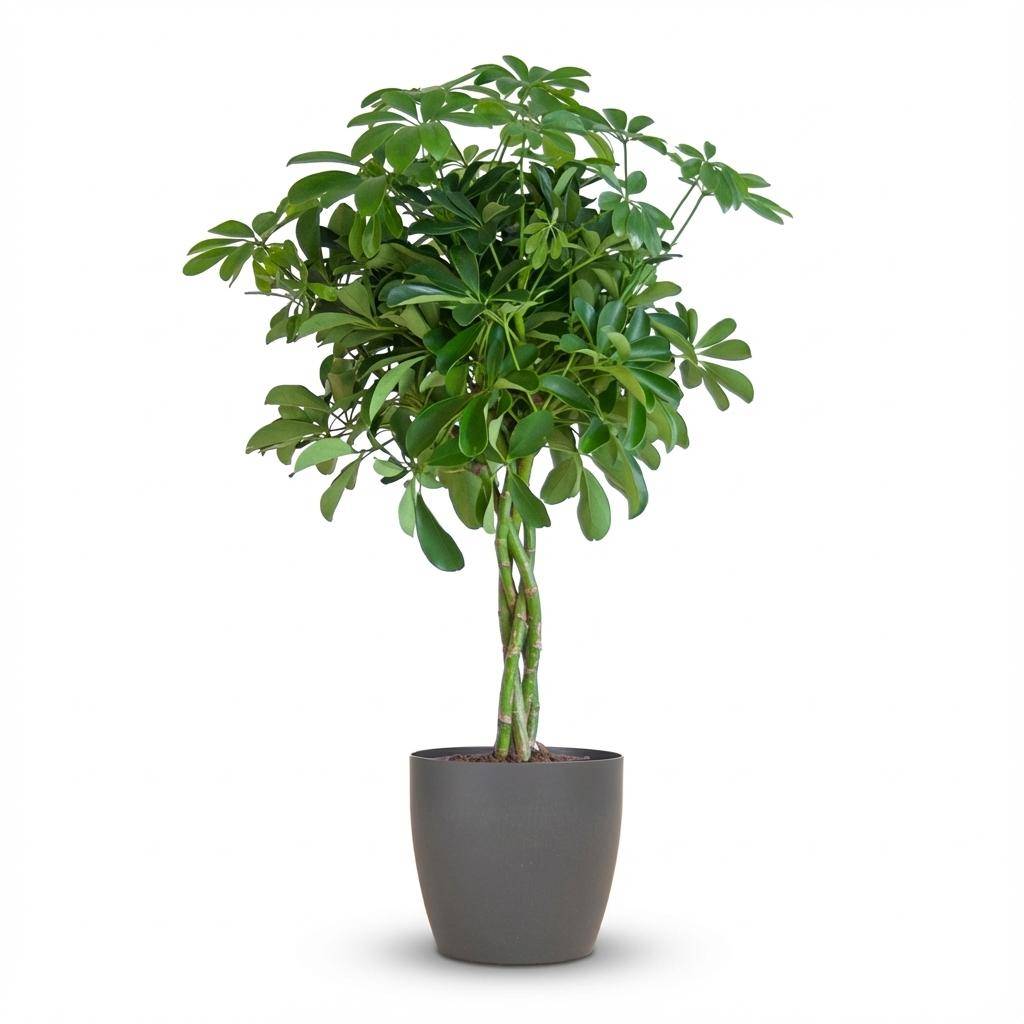 Schefflera Arab Nora - Pot de 21cm - Hauteur 70cm - Blanc - Plantes d'intérieur - Image 8
