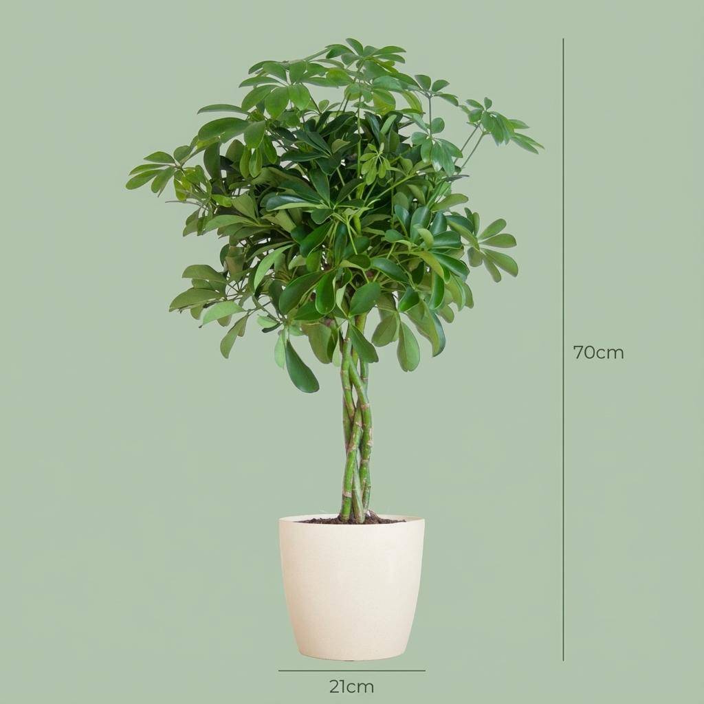 Schefflera Arab Nora - Pot de 21cm - Hauteur 70cm - Blanc - Plantes d'intérieur - Image 4