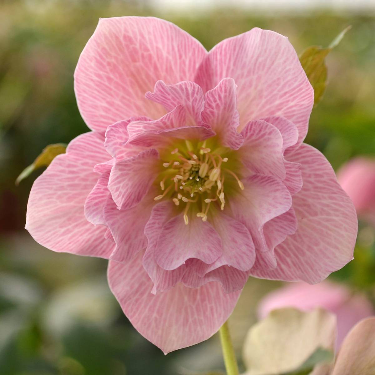 Promesse de Fleurs - Hellébore orientale ViV Benedetta Pot de 2L/3L