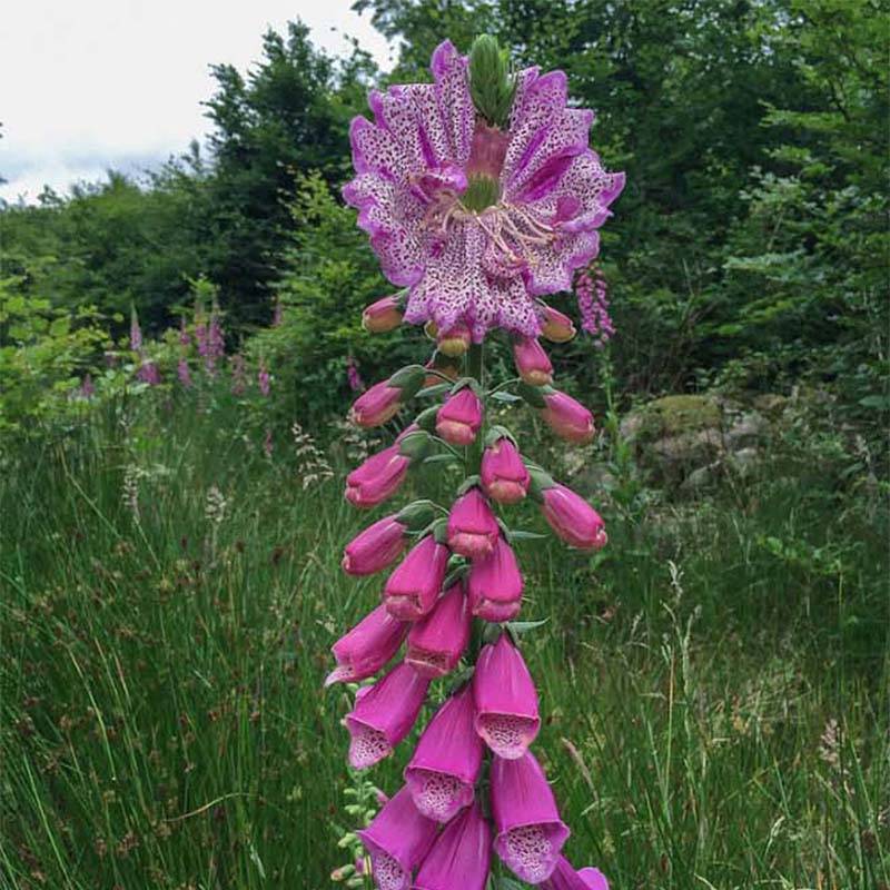 Promesse de Fleurs - Digitale - Digitalis purpurea Monstrosa Godet de 8/9 cm