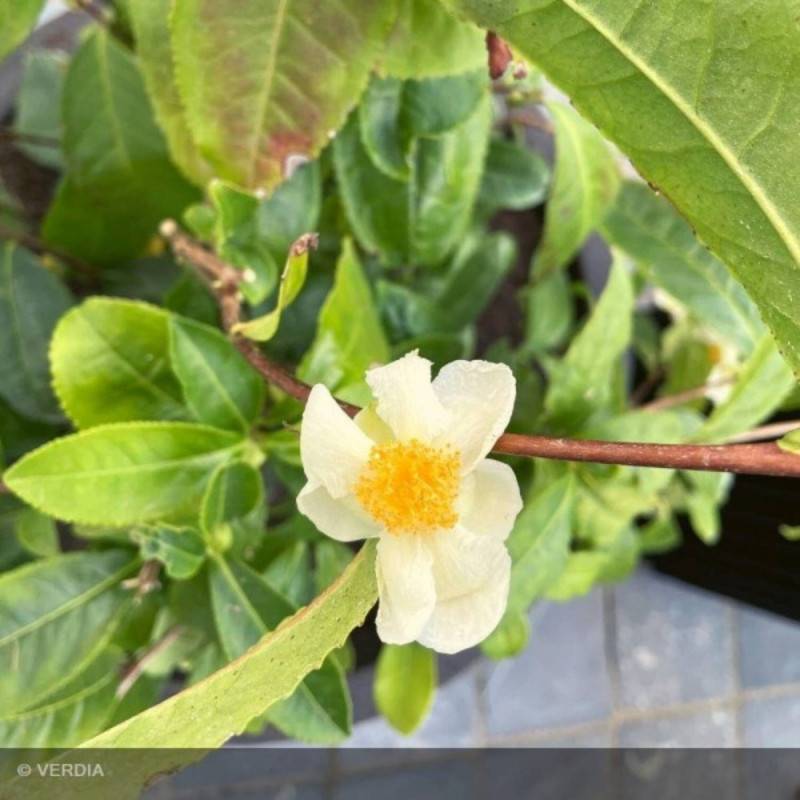 Camélia de Chine - Théier- Théojardin à fleurs Blanche - feuillage Persistant - Pot de 3L - 20/40 cm-  hauteur à maturité De 2,00 m à 2,50 m - Image 6