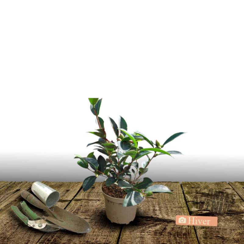 Camélia de Chine - Théier- Théojardin à fleurs Blanche - feuillage Persistant - Pot de 3L - 20/40 cm-  hauteur à maturité De 2,00 m à 2,50 m - Image 4