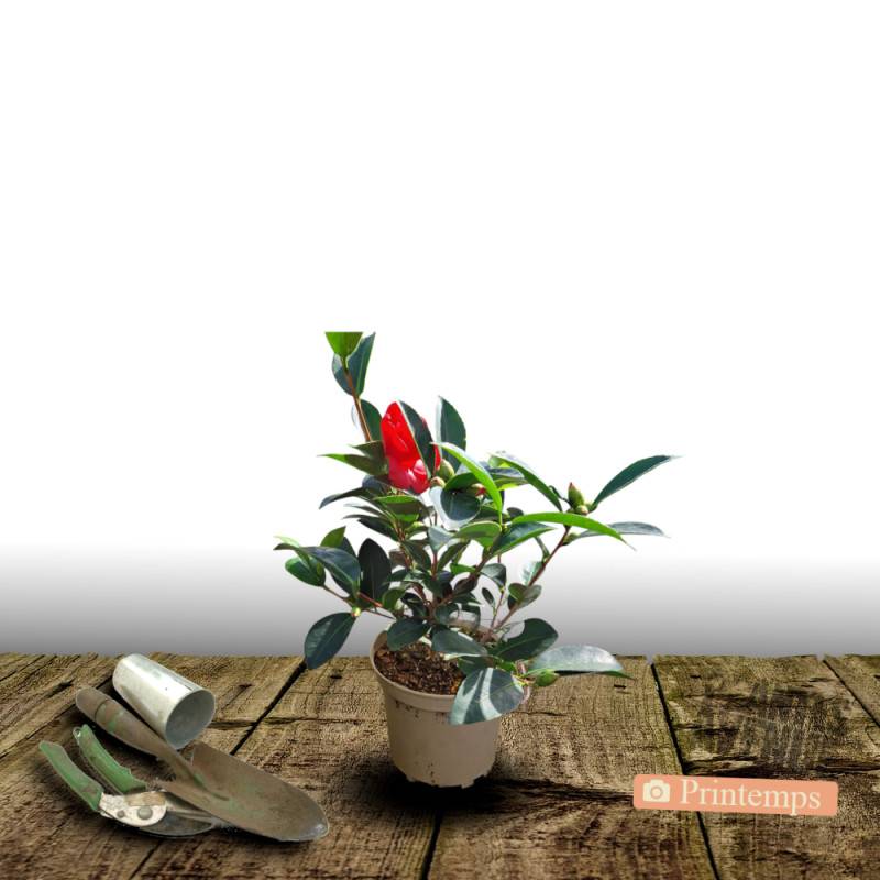 Camélia de Chine - Théier- Théojardin à fleurs Blanche - feuillage Persistant - Pot de 3L - 20/40 cm-  hauteur à maturité De 2,00 m à 2,50 m - Image 5