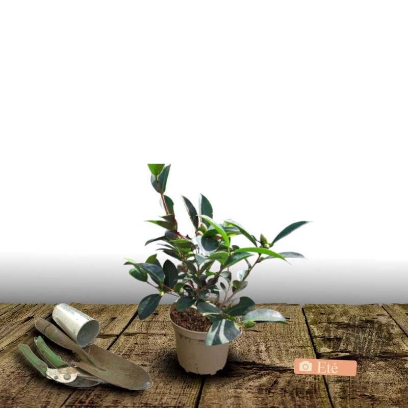 Camélia de Chine - Théier- Théojardin à fleurs Blanche - feuillage Persistant - Pot de 3L - 20/40 cm-  hauteur à maturité De 2,00 m à 2,50 m - Image 3