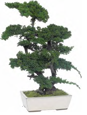 Bonsaî Stabilisé naturel d'Intérieur Procumbens - 70 cm - Image 1