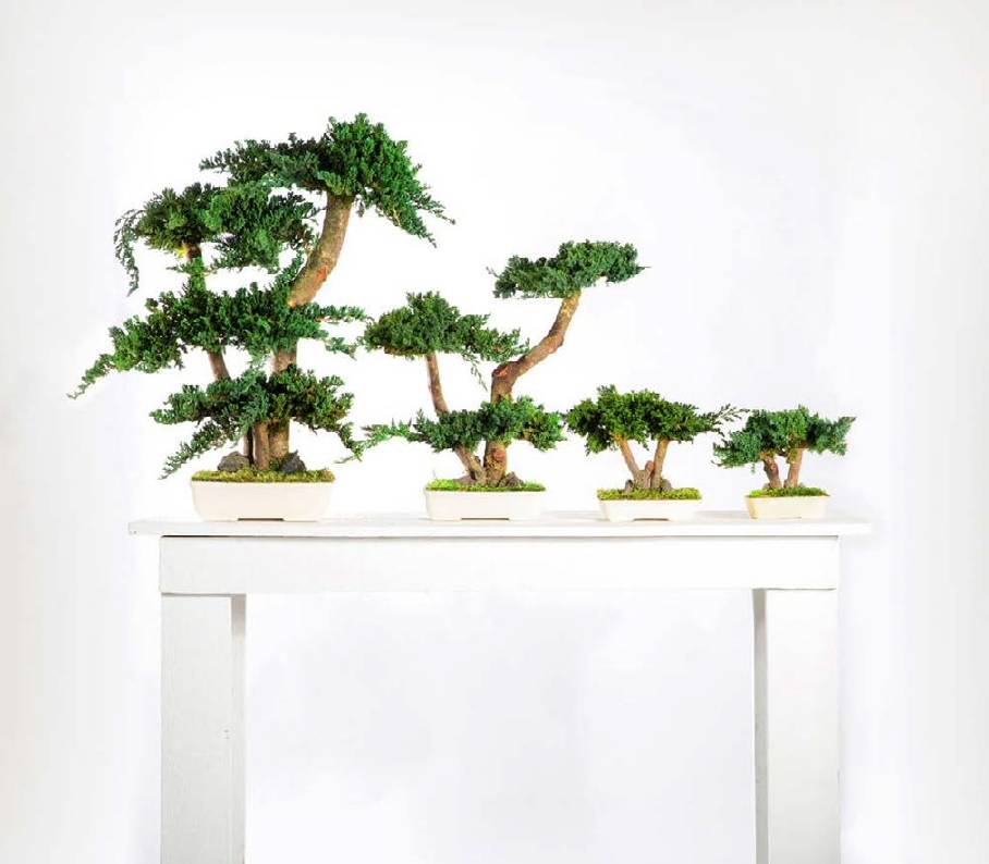 Bonsaî Stabilisé naturel d'Intérieur  Procumbens  - 70 cm - Image 2