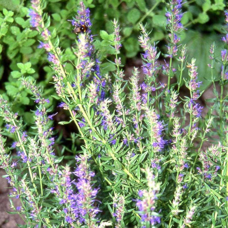 Hysope officinale à fleurs Violette - feuillage Caduc - Godet - 5/20 cm-  hauteur à maturité De 0,50 m à 1,00 m - Image 1