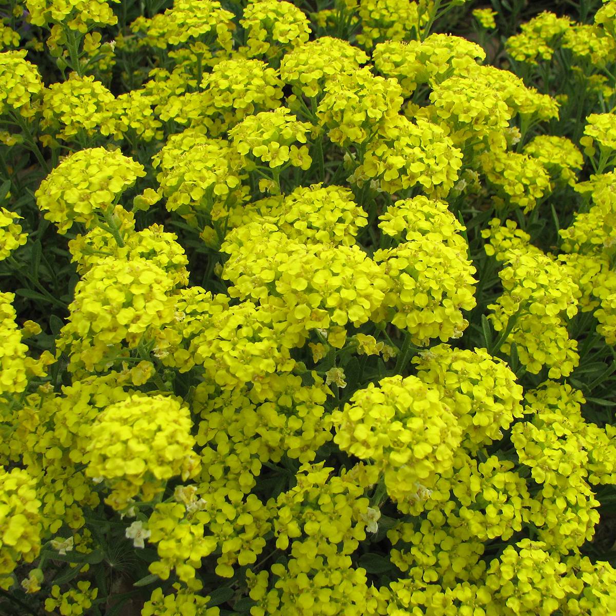 Promesse de Fleurs - Graines d'Alysse Mountain Gold - Alyssum montanum le sachet de 200 graines environ (0,5g)