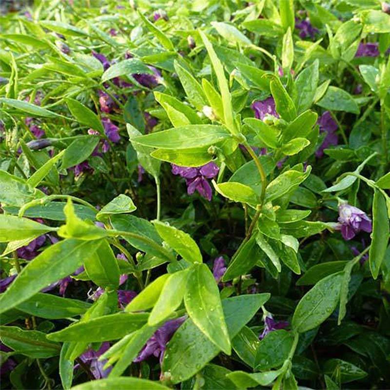 Vinca minor Multiplex - Petite pervenche semi-double Godet de 8/9 cm