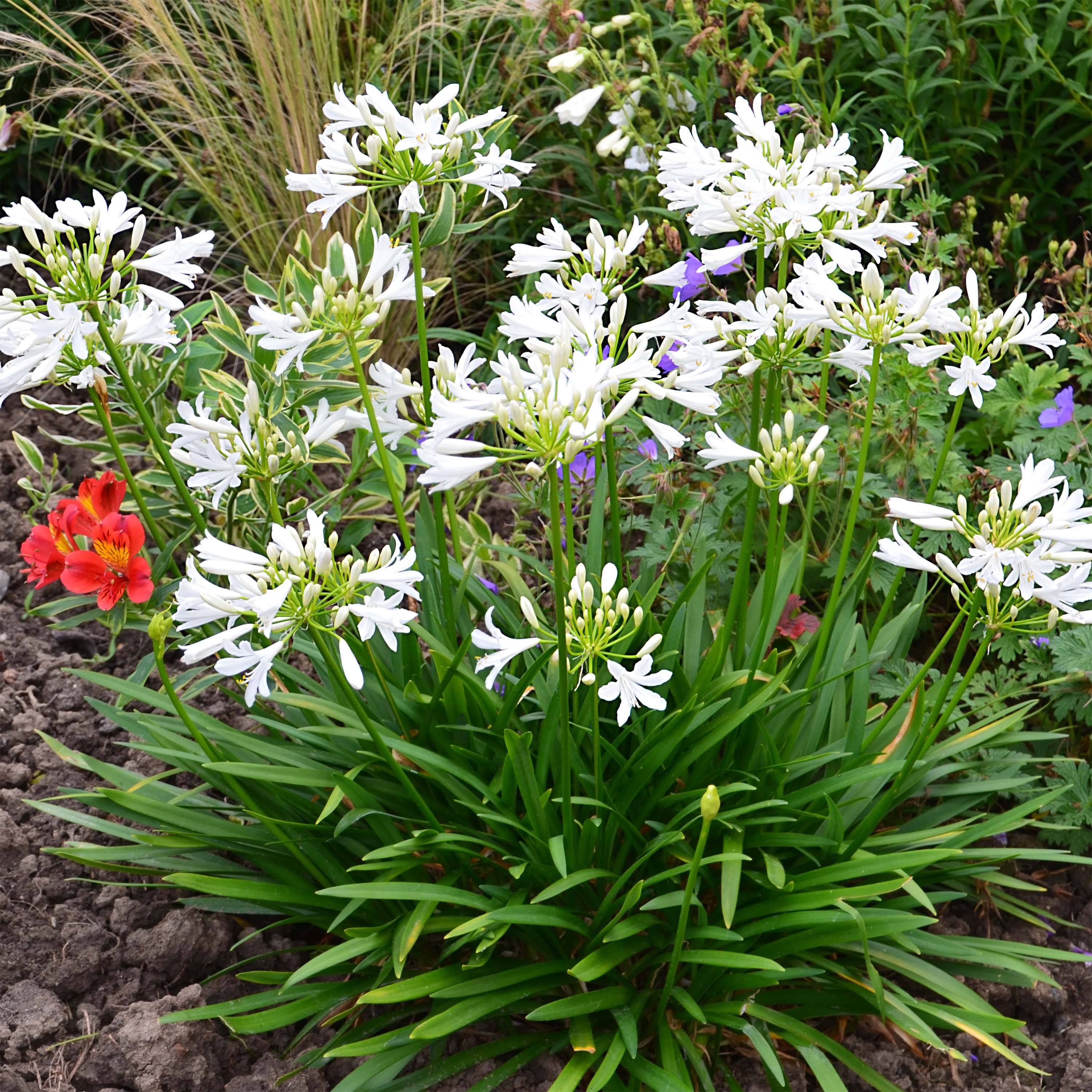 Promesse de Fleurs - Agapanthe Pitchoune White Pot de 2L/3L