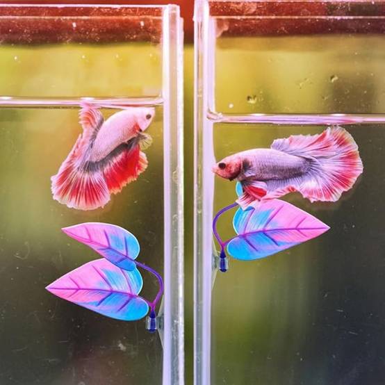 Lot de 2 accessoires pratiques pour aquarium DtopbuyAge - Image 5