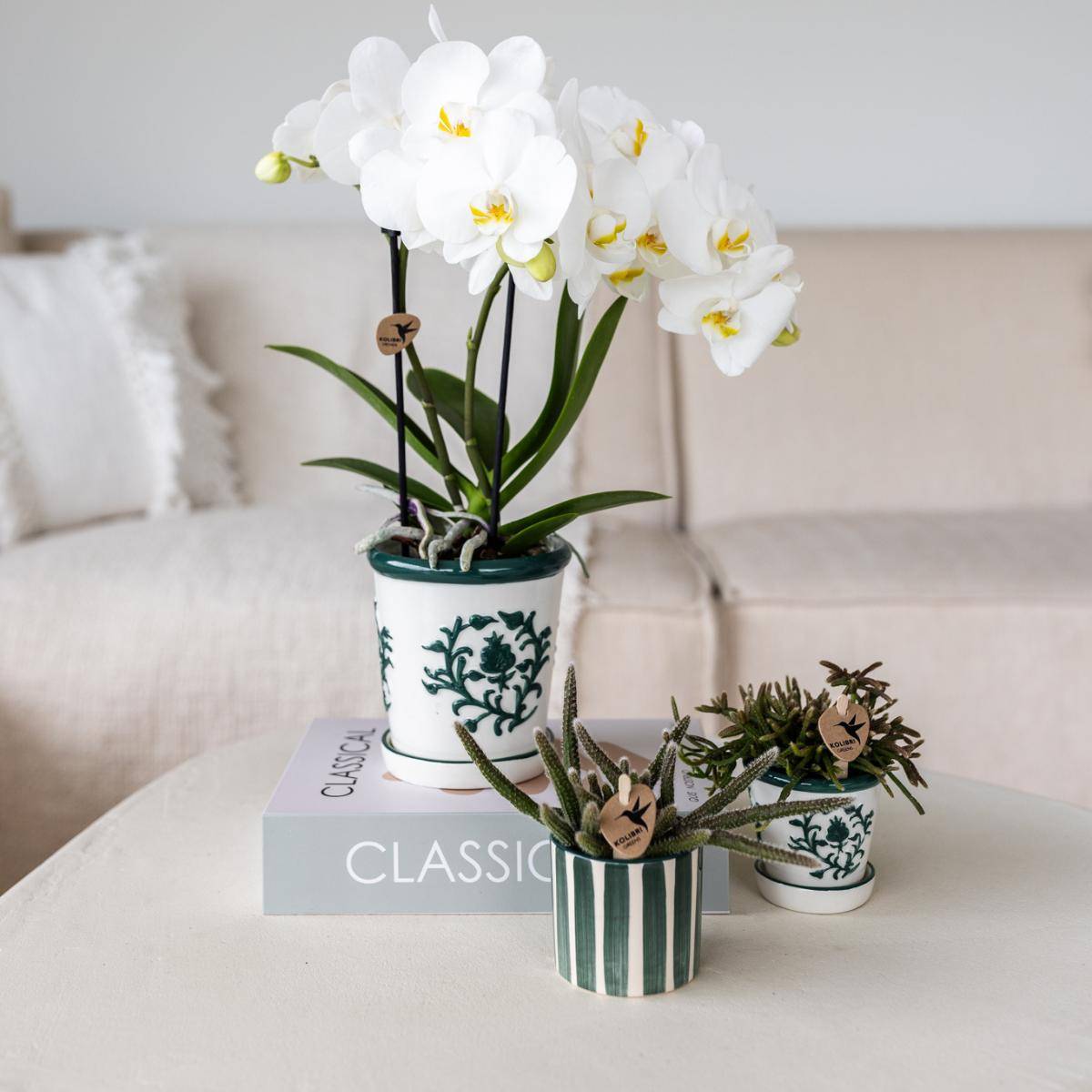 La Green Touch - Orchidée Amabilis Blanche et son pot- La Green Touch Malaga Vert - Hauteur 35cm - Image 3