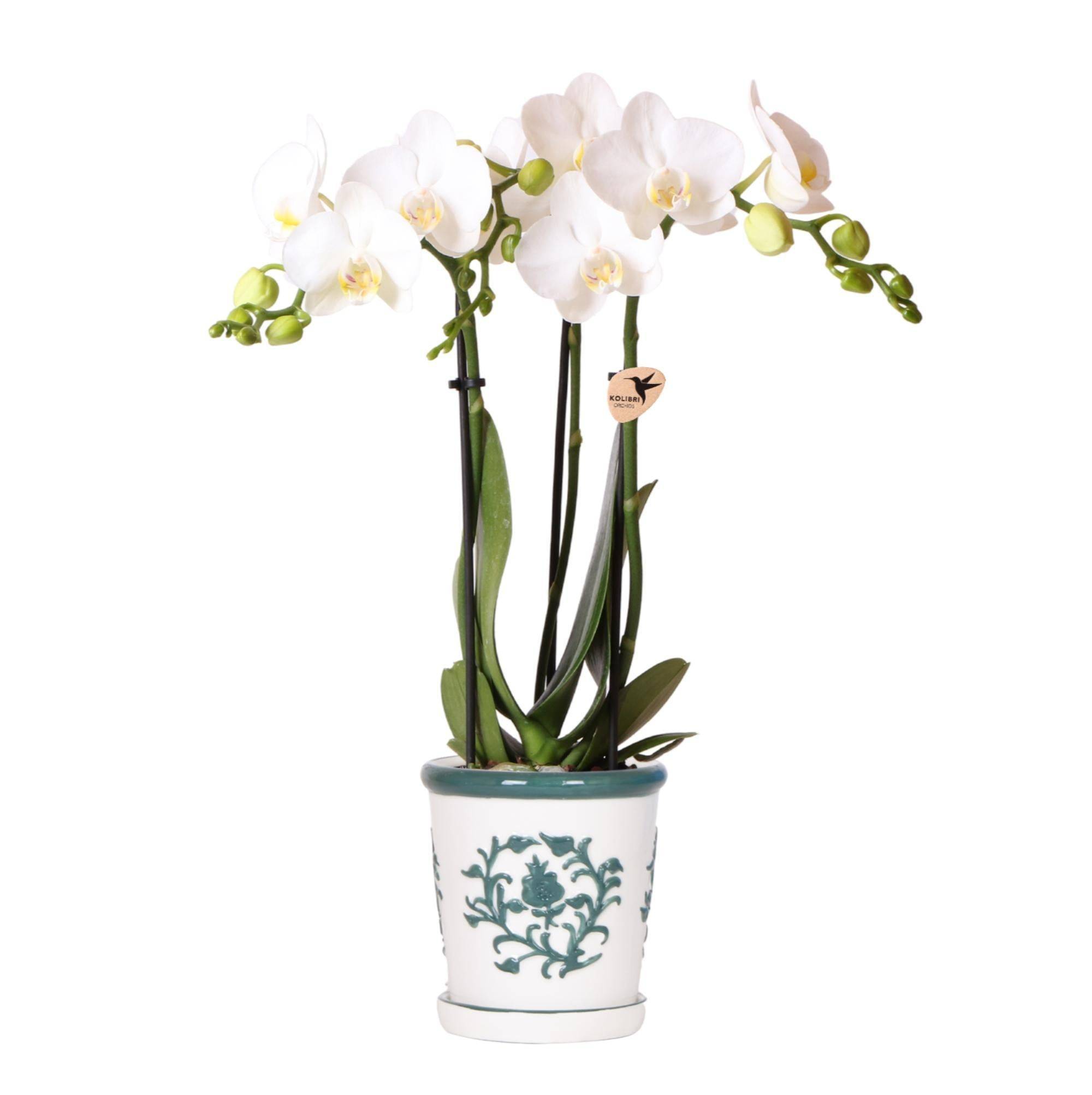 La Green Touch - Orchidée Amabilis Blanche et son pot- La Green Touch Malaga Vert - Hauteur 35cm - Image 1