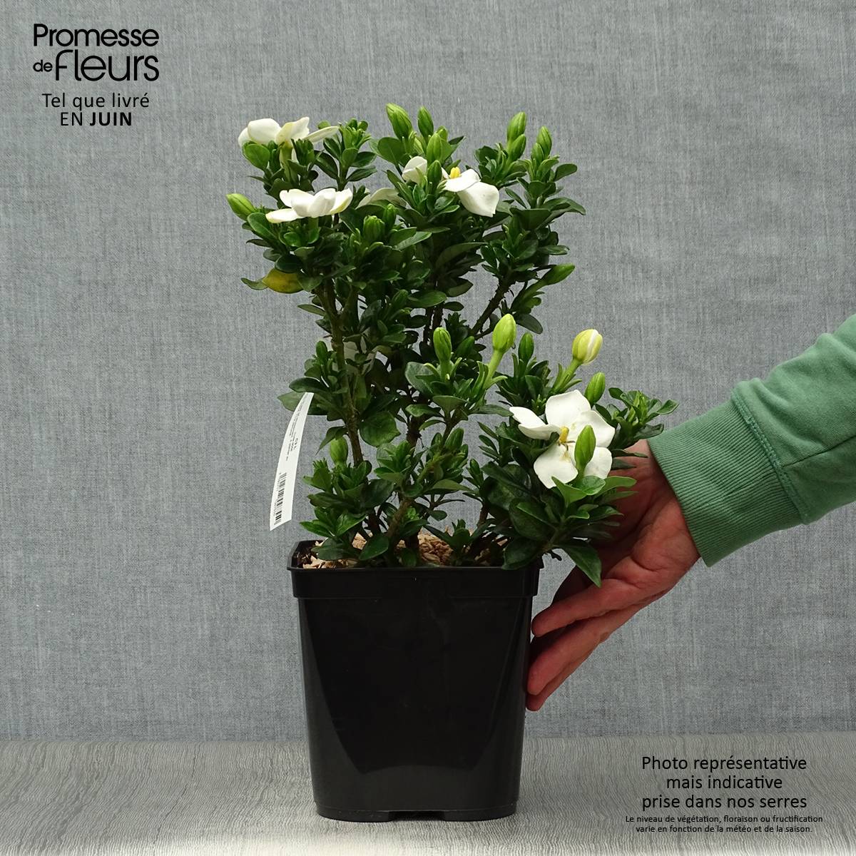 Gardenia jasminoides Kleim's Hardy Pot de 2L/3L - Image 2