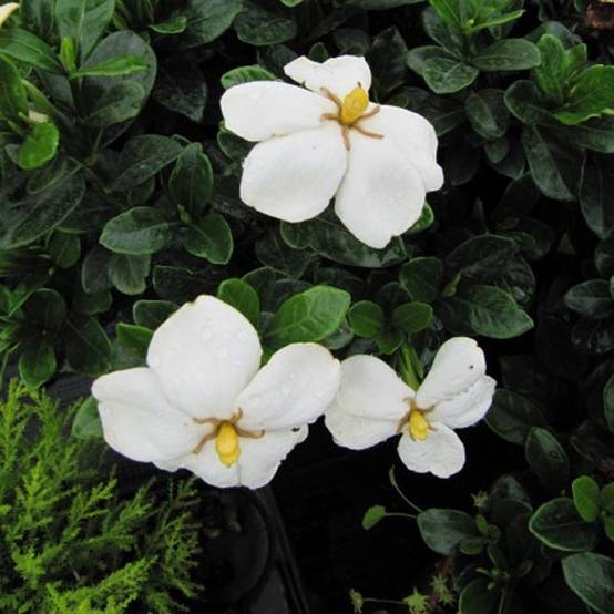 Gardenia jasminoides Kleim's Hardy Pot de 2L/3L - Image 1