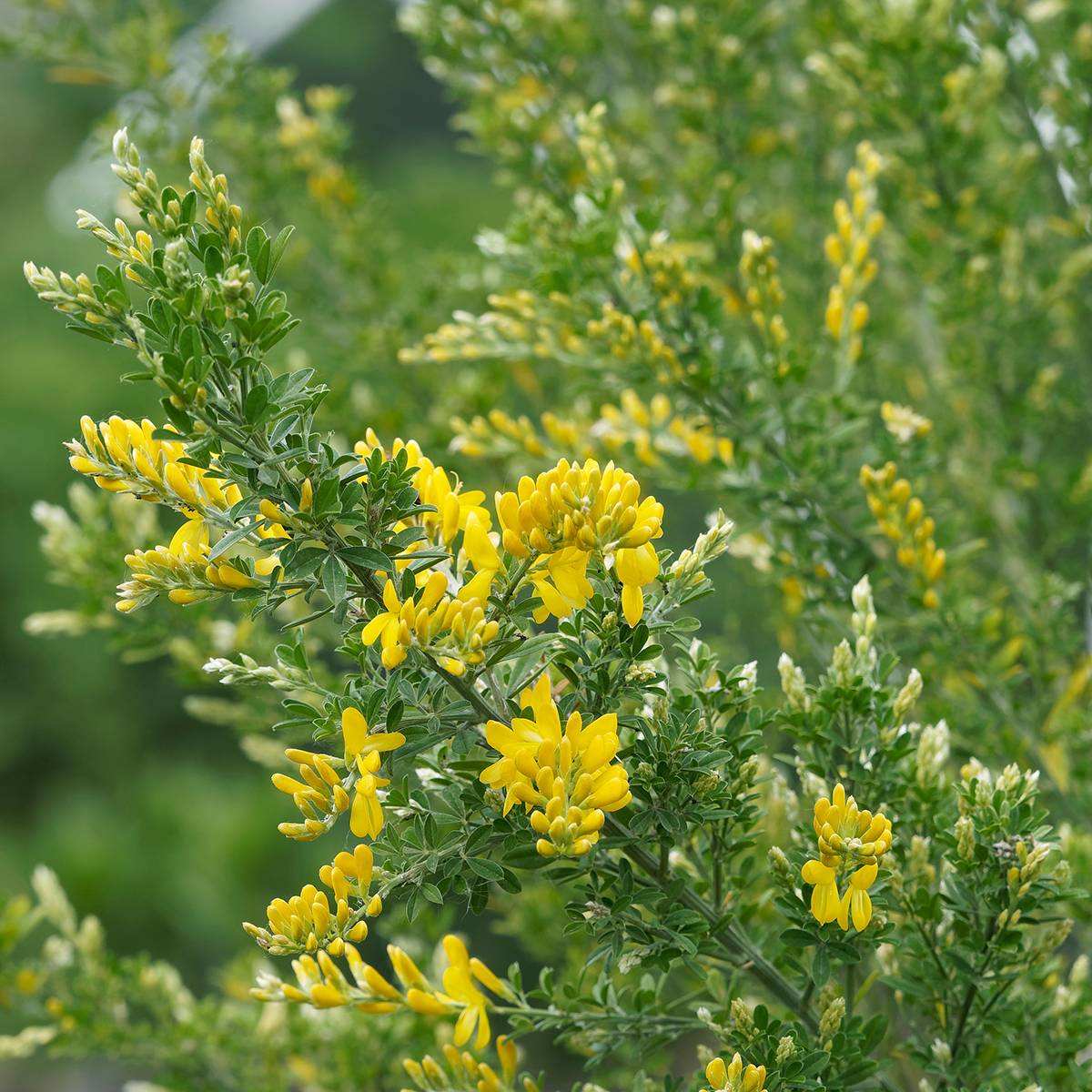 Promesse de Fleurs - Genêt - Cytisus Golden Sunlight Pot de 2L/3L - Image 1