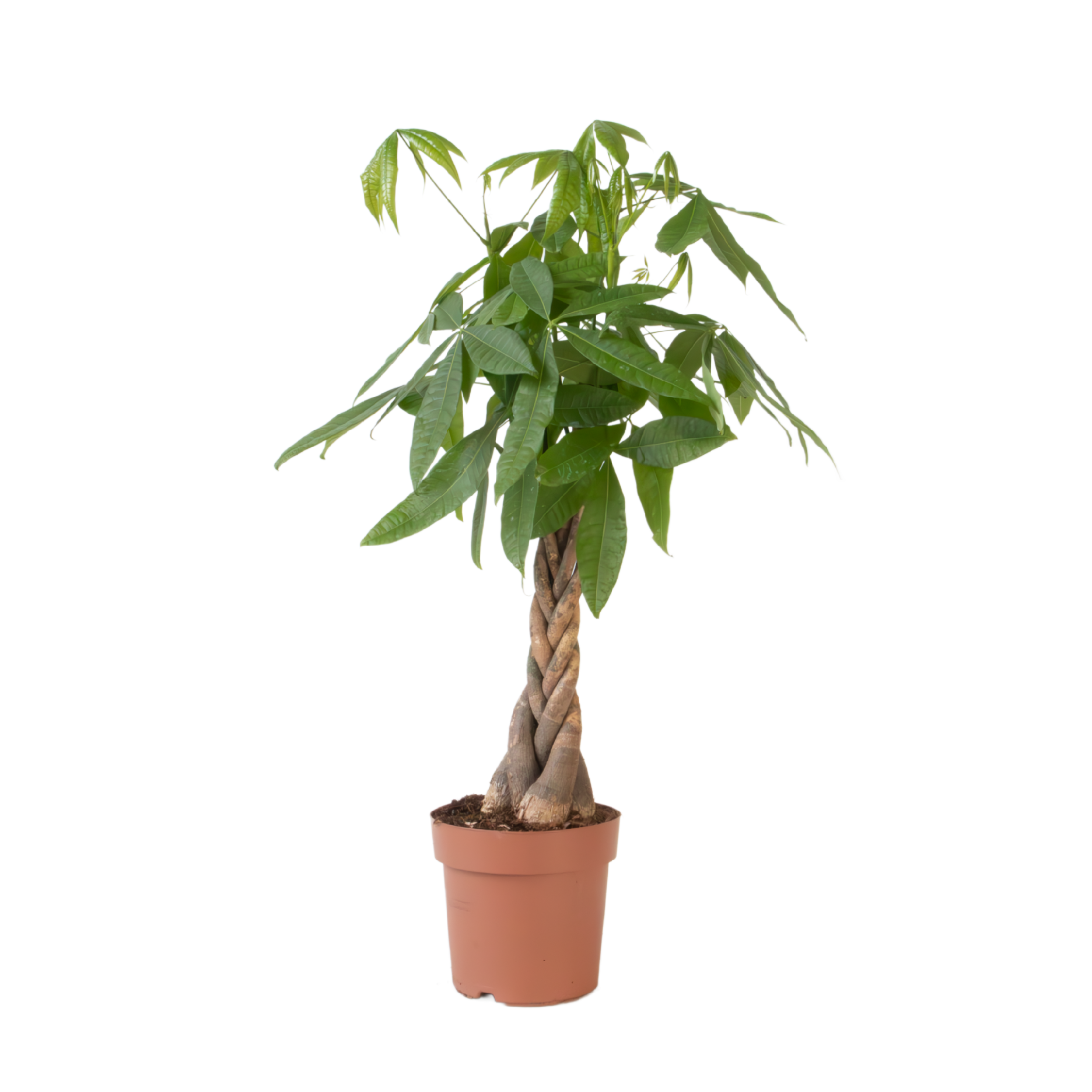 Plant In A Box - Arbre à argent - Pachira aquatica - Hauteur 100-120cm - ⌀24cm - Image 1