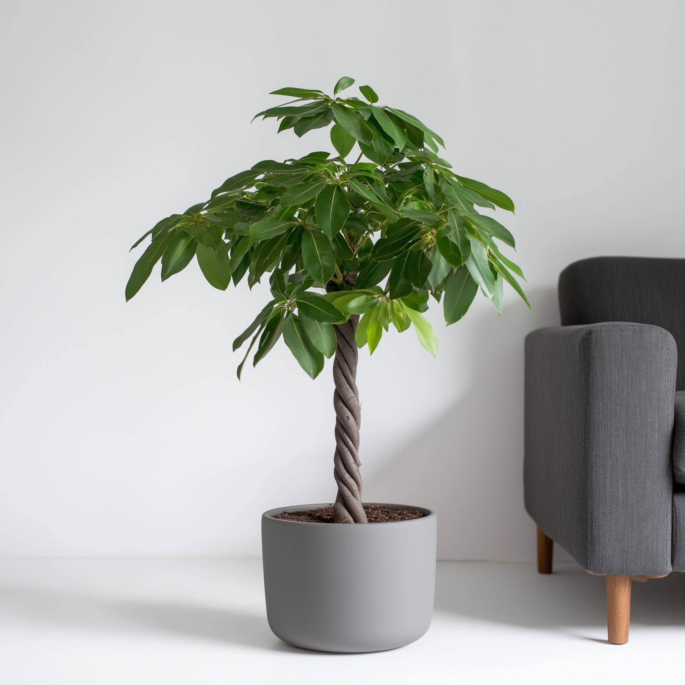 Plant In A Box - Arbre à argent - Pachira aquatica - Hauteur 100-120cm - ⌀24cm - Image 3