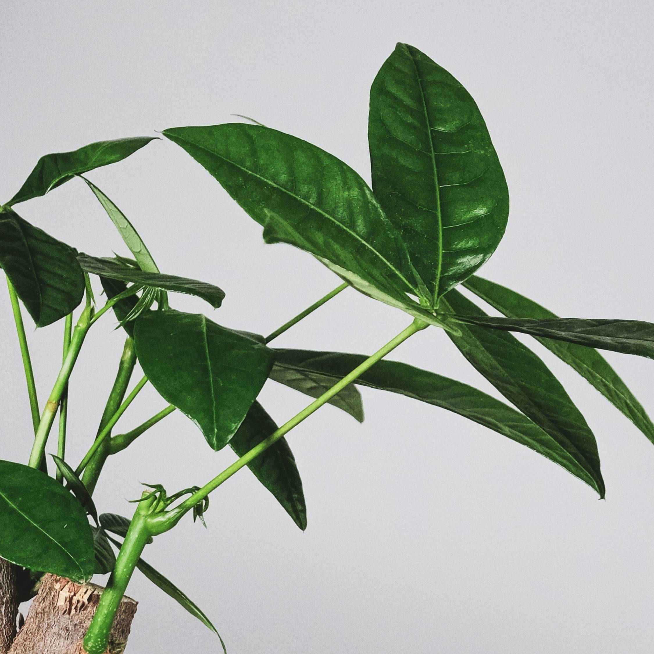 Plant In A Box - Arbre à argent - Pachira aquatica - Hauteur 100-120cm - ⌀24cm - Image 4