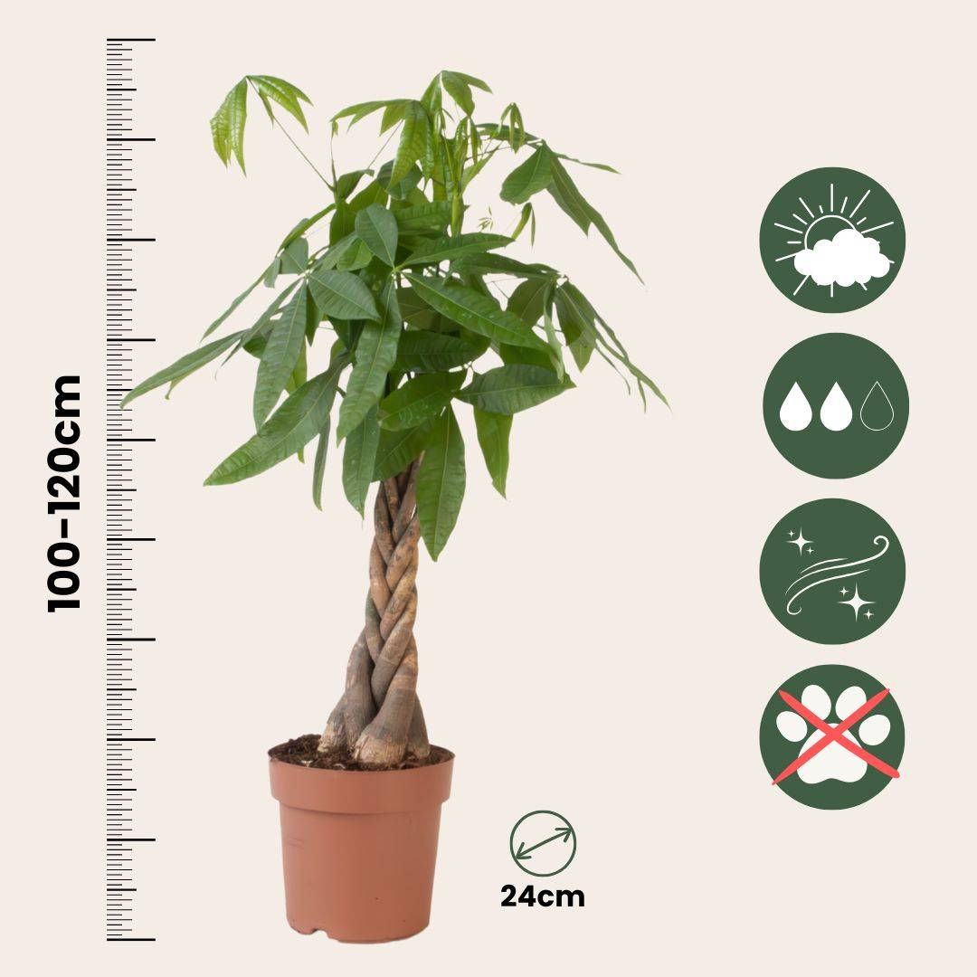 Plant In A Box - Arbre à argent - Pachira aquatica - Hauteur 100-120cm - ⌀24cm - Image 6