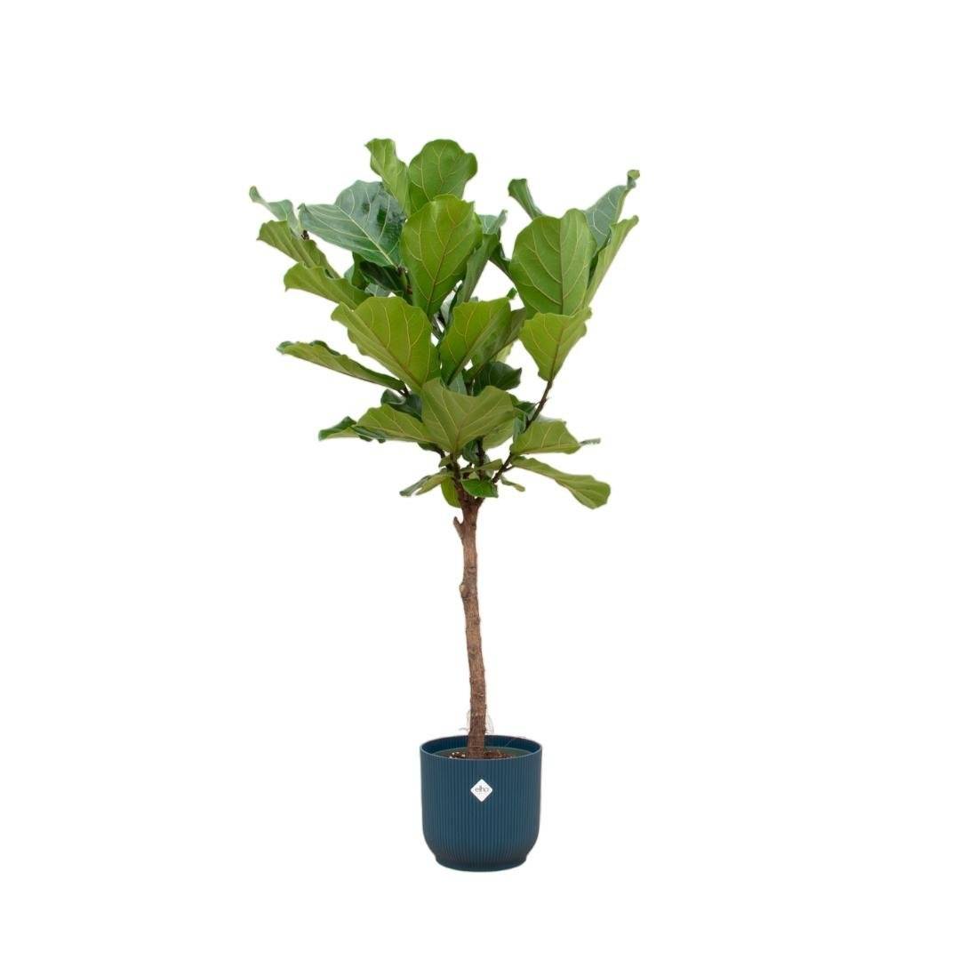 La Green Touch - Ficus Lyrata et son pot- La Green Touch Bleu - Hauteur 160cm